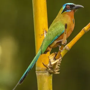 Caribbean, Tobago. Motmot bird on limb. Credit as: Cathy