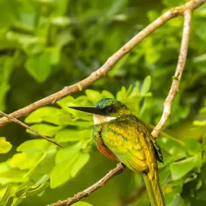 Caribbean, Tobago. Rufous-tailed jacamar bird on limb. Credit as