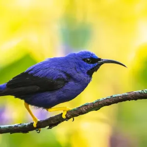 Caribbean, Trinidad, Asa Wright Nature Center. Male purple honeycreeper on limb