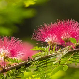 Caribbean, Trinidad, Asa Wright Nature Center. Mimosa blossoms close-up