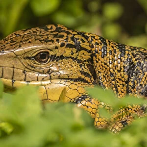 Caribbean, Trinidad, Asa Wright Nature Center. Tegu lizard close-up