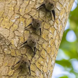 Caroni Swamp Bats Print Caroni Swamp Bats Print