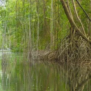 Caribbean, Trinidad. Caroni Swamp scenic. Credit as: Cathy