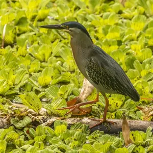 Caribbean, Trinidad. Striated heron close-up. Credit as