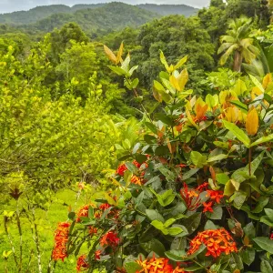 Caribbean, Trinidad. Tropical jungle landscape with flowers