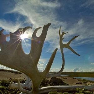 Caribou antlers on the sandy ground in the Northwest Territories, Canada