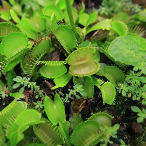 Carnivorous plants such as these Venus Fly Traps can be found at the Cairns Botanic Gardens