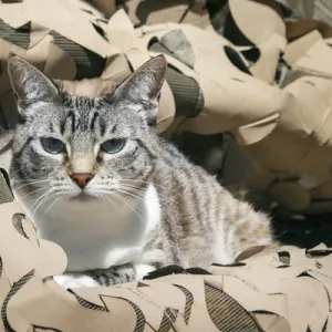 Cat in Camouflage