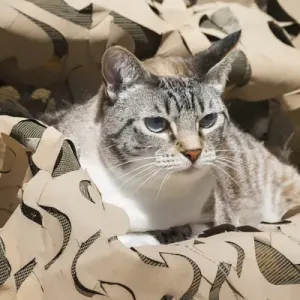 Cat in Camouflage Cat in Camouflage