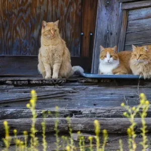 Cat Print - Texas Porch Scene