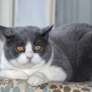 Cat posing