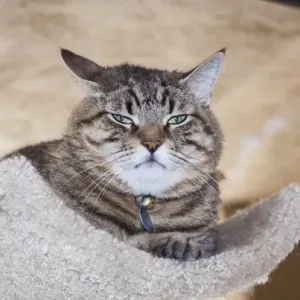 Cat to stay away Cat to stay away