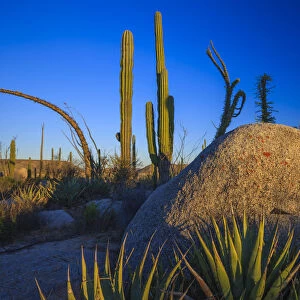 Catavina Desert, Baja California, Mexico