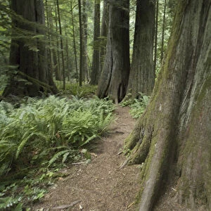 Cathedral Grove in MacMillan Provincial Park, British Columbia, Canada, September 10