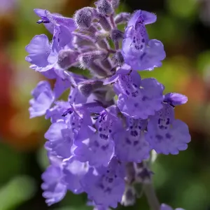 Catmint