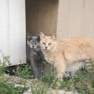 Two Cats watching