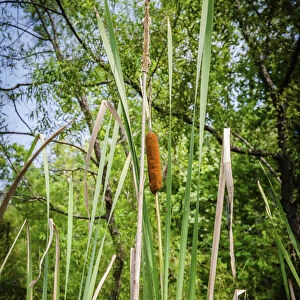 Cattails along the lake, Whitewater Memorial State Park, Indiana, USA