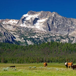 Cattle graze in the Stanley Basin, Idaho