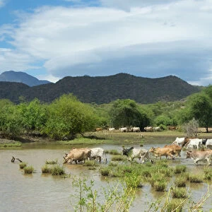 Cattle grazing, Omo Valley, between Turmi and Arba Minch, Ethiopia