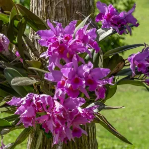 Cattleya Orchid Print Cattleya Orchid Print