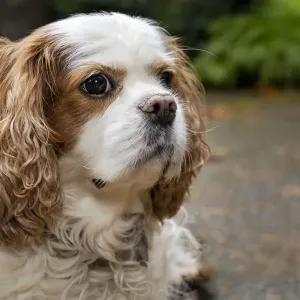 Cavalier King Charles Spaniel, on her driveway in Autumn. (PR) Cavalier King Charles Spaniel, on her driveway in Autumn. (PR)