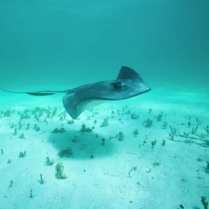 Cayman Islands, Grand Cayman Island, Underwater view of Southern Stingray (Dasyatis