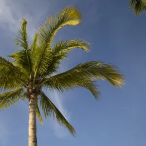 Cayman Islands, Little Cayman Island, Morning sun lights palm tree along white sand