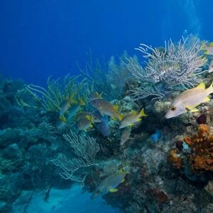 Cayman Islands, Little Cayman Island, Underwater view of Schoomaster (Lutjanus apodus)