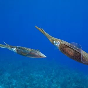 Cayman Islands, Little Cayman Island, Underwater view Caribbean Reef Squid (Sepioteuthis
