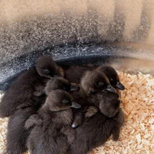 Cayuga ducklings huddled together under a heat lamp for warmth