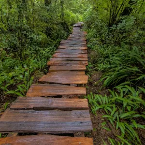 Cedar Plank Boardwalk Print Cedar Plank Boardwalk Print