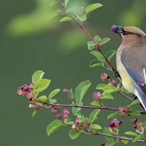 Cedar waxwing with berry