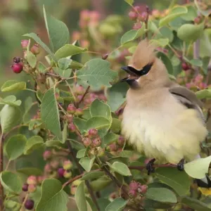 Cedar Waxwing on Blueberry Bush Cedar Waxwing on Blueberry Bush
