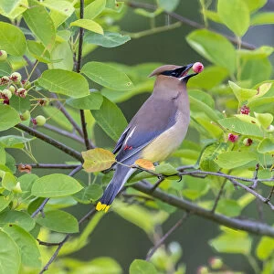 Cedar waxwing in eating serviceberry in serviceberry bush, Marion County, Illinois