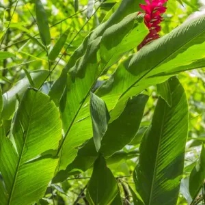 Central America, Centro America, Latin America, Latin, tropical, Costa Rica, Puerto Viejo