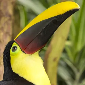 Collections: Central America