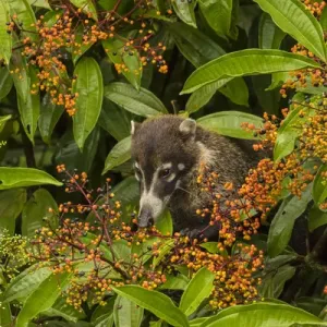 Central America, Costa Rica, Arenal. Coatimundi eating berries