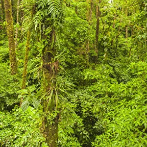 Central America, Costa Rica, Arenal. Rain forest foliage