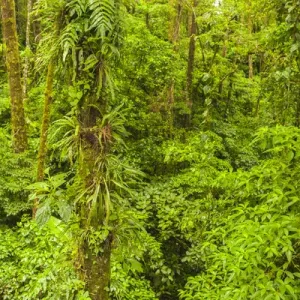 Central America, Costa Rica, Arenal. Rain forest foliage
