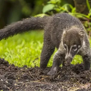 Arenal Coatimundi Close-up Print