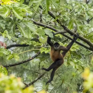 Central America, Costa Rica, Arenal. Spider monkey in tree