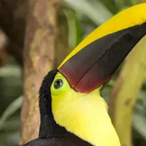 Central America, Costa Rica. Black-mandibled toucan