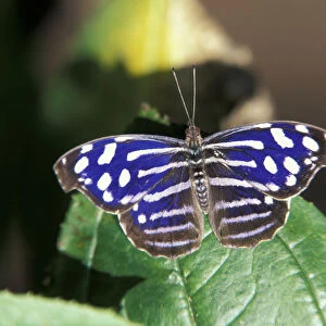 Central America, Costa Rica. Butterfly. Nymphalidae cyaniris