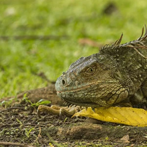 Central America, Costa Rica. Iguana close-up