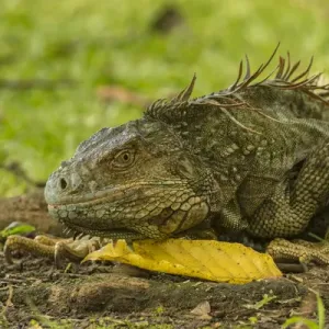 Central America Costa Rica Iguana Print