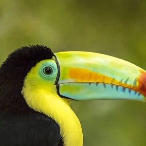 Central America, Costa Rica. Keel-billed toucan Credit as: Cathy & Gordon Illg /