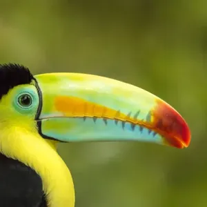 Central America, Costa Rica. Keel-billed toucan Credit as: Cathy & Gordon Illg /