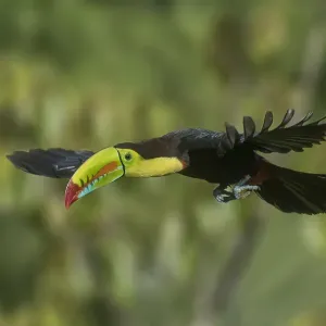Central America, Costa Rica. Keel-billed toucan in flight