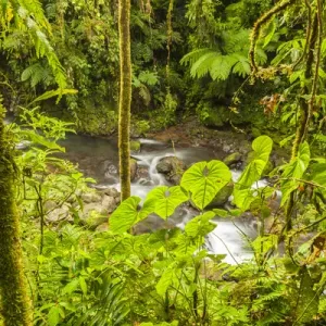 Central America Print: Monte Verde Rainforest Along the La Paz River