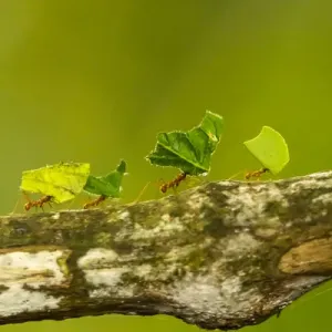 Central America, Costa Rica, Monteverde Cloud Forest Biological Reserve